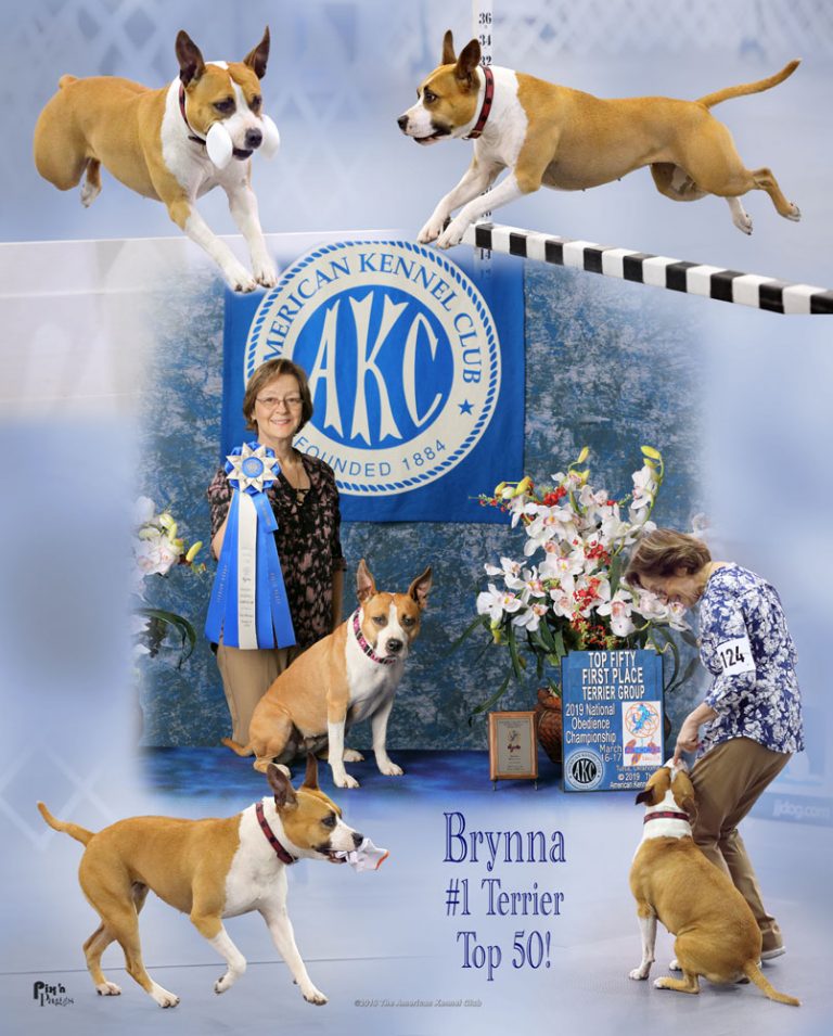 Dog Obedience Training Burleson & Fort Worth Texas Top Class K9