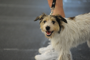 dog in beginner life skills obedience class