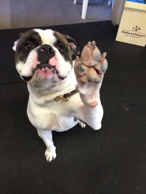 Private Dog Training - Burleson, TX Private Dog Training - Burleson, TX