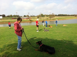 Off Leash Dog Training - Fort Worth TX