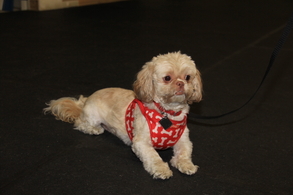 dog in advanced life skills obedience class