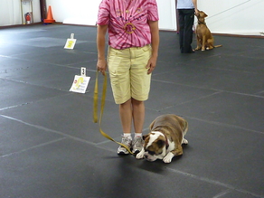 Beginner Rally Class bulldog puppy in beginner rally class