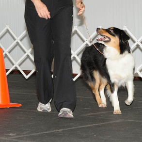 dog participating in advanced rally class