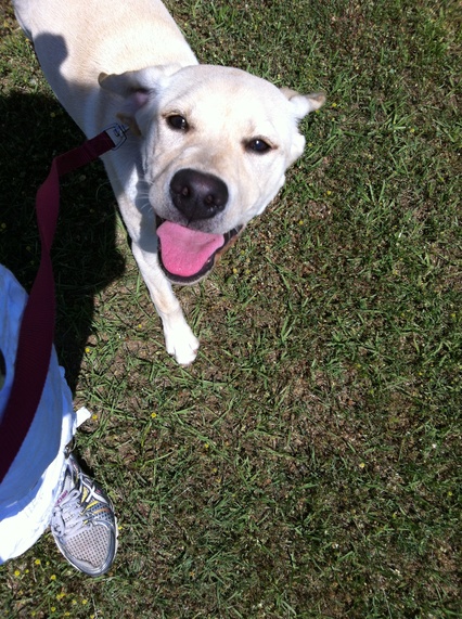 Dog Behavior Training Dog Behavior Training