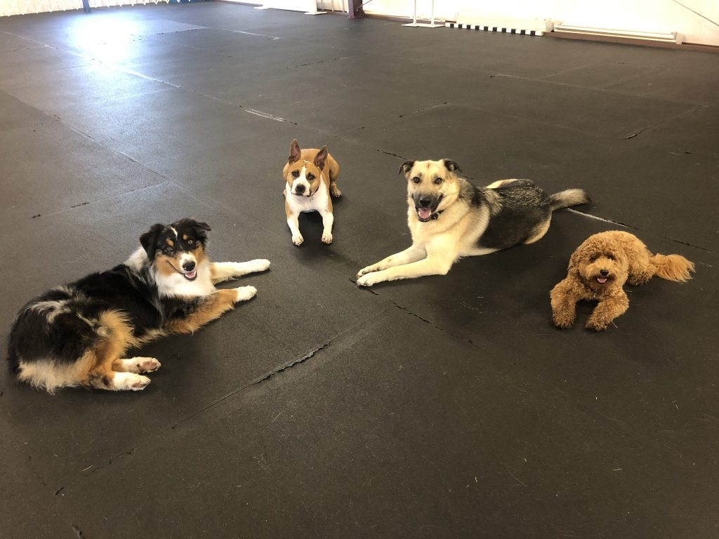 Dog Obedience Trainer dogs in obedience training class