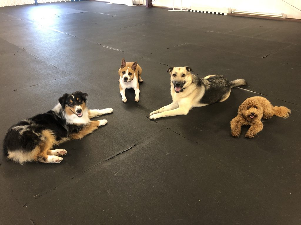 dogs in obedience training class