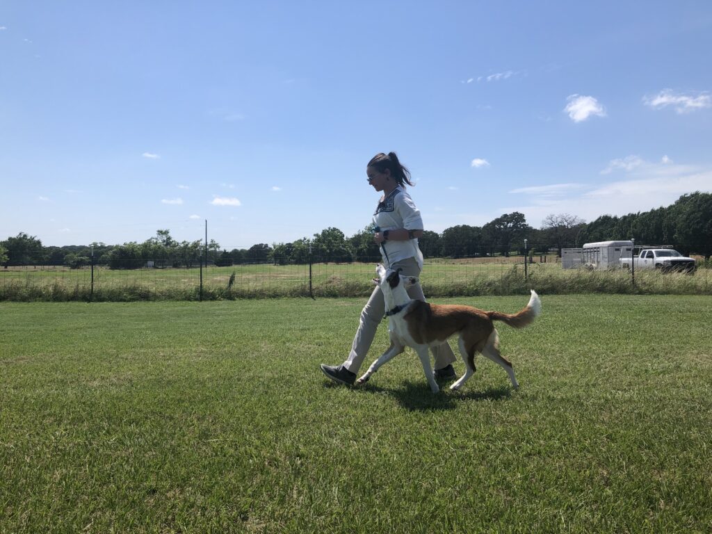 Certified Dog Agility & Obedience Trainers in Burleson TX
